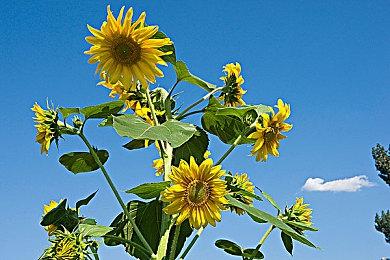 《七龙珠Z：卡卡罗特》23次武道会DLC截图公开